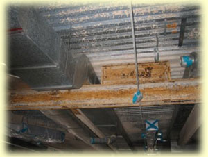 Asbestos Abatement services from Texas Environmental Control
