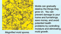 Magnified Mold Spores