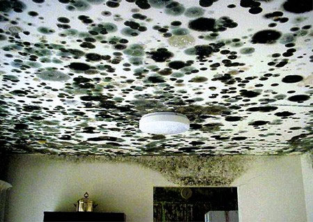 Mold On Ceiling and Walls