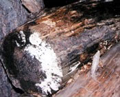 Mold On Firewood