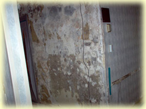 Mold Remediation services from Texas Environmental Control