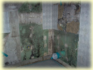 Mold Remediation services from Texas Environmental Control